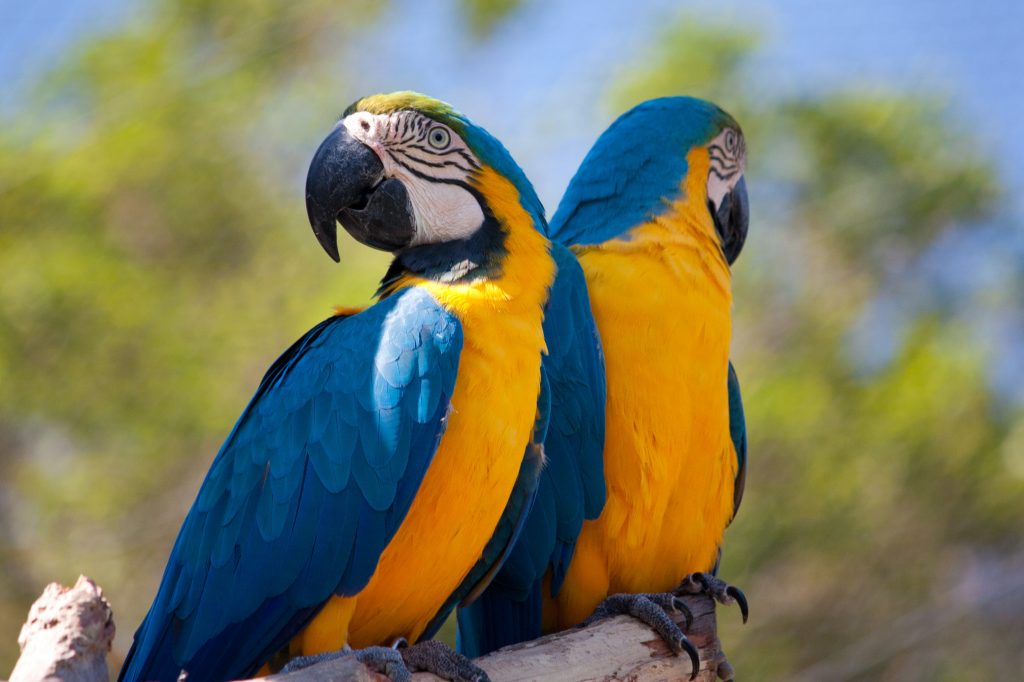 Paraba Azul (Ara glaucogularis) Bolivia